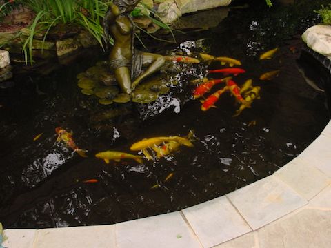Creative Garden Spaces Inc, Winston-Salem NC, Japanese Koi, koi pond, fountain statue